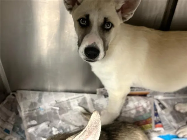 A baby large-sized male German Shepherd Dog dog named Willie for adoption in Chatsworth, CA