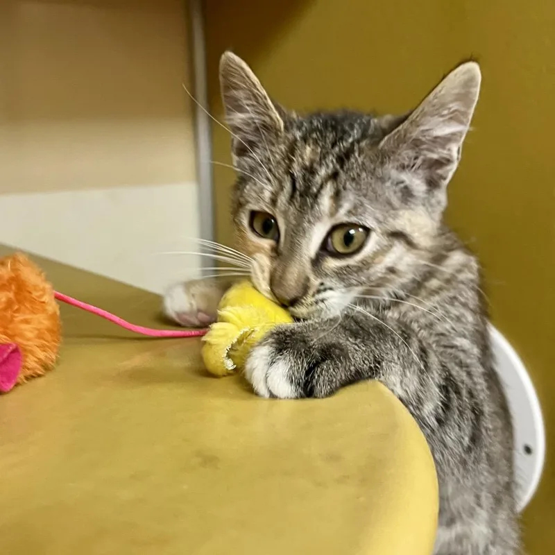 A baby small-sized female Torbie Domestic Short Hair cat named Doheny for adoption in Las Vegas, NV