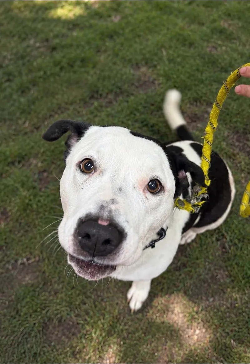 A senior medium-sized female Black Pit Bull Terrier dog named Lola for adoption in Steger, IL