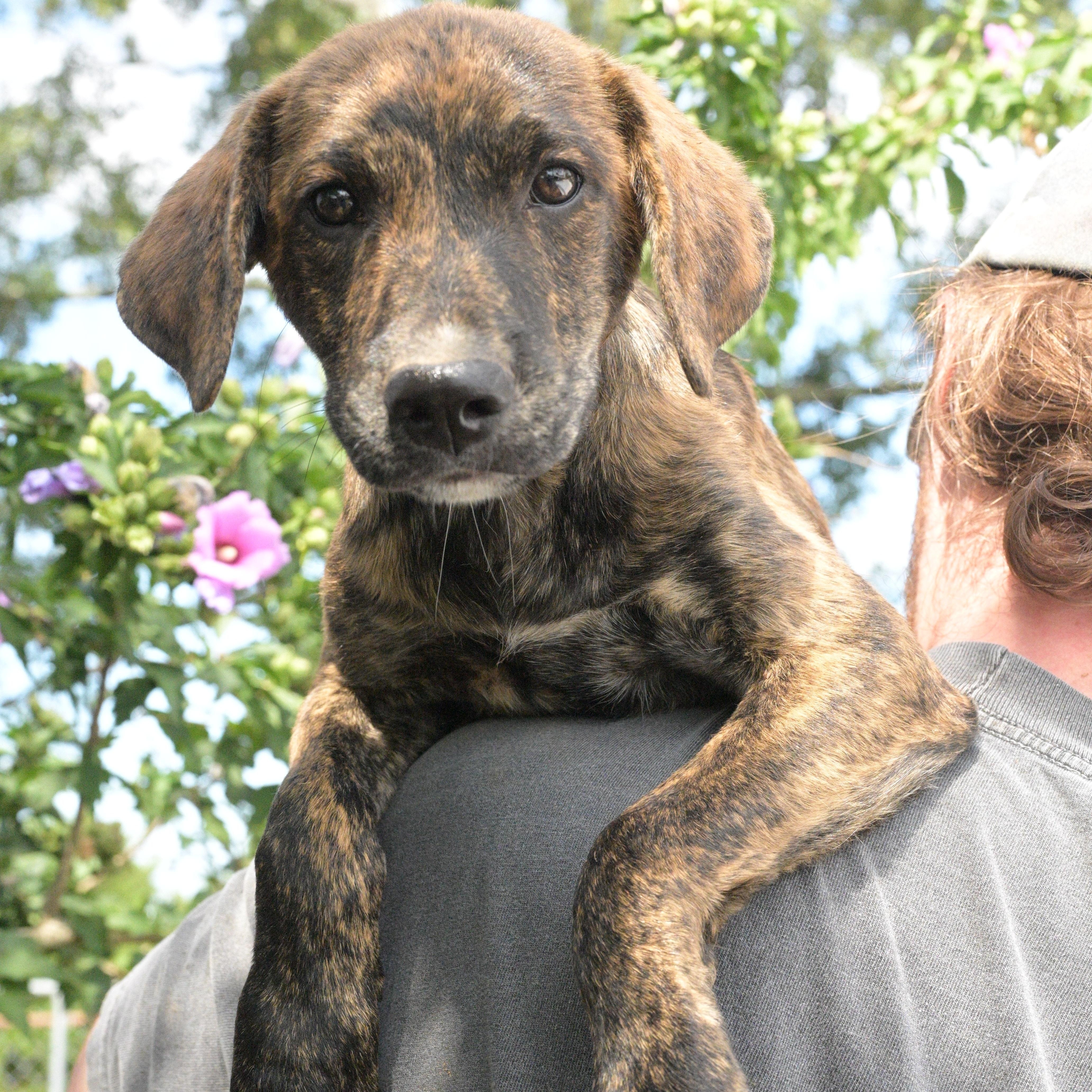 A baby medium-sized female Brindle Plott Hound dog named Josephine for adoption in Okolona, MS