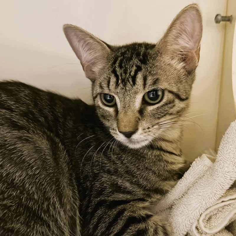 A baby medium-sized male Tabby (Brown / Chocolate) Domestic Short Hair cat named Balenciaga for adoption in Cooperstown, NY