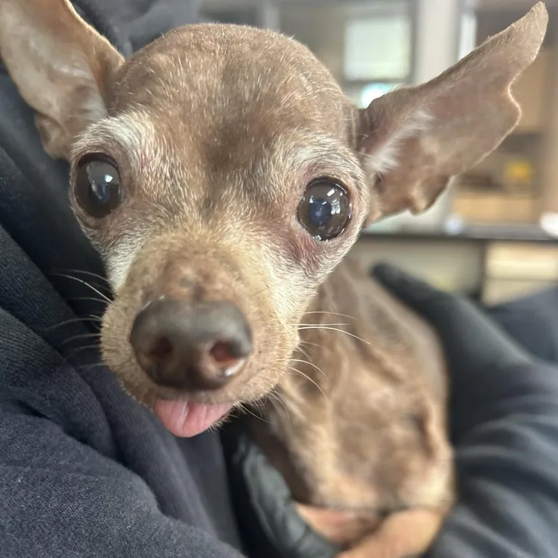 A senior small-sized male Brown / Chocolate Chihuahua dog named Gummie for adoption in Lufkin, TX