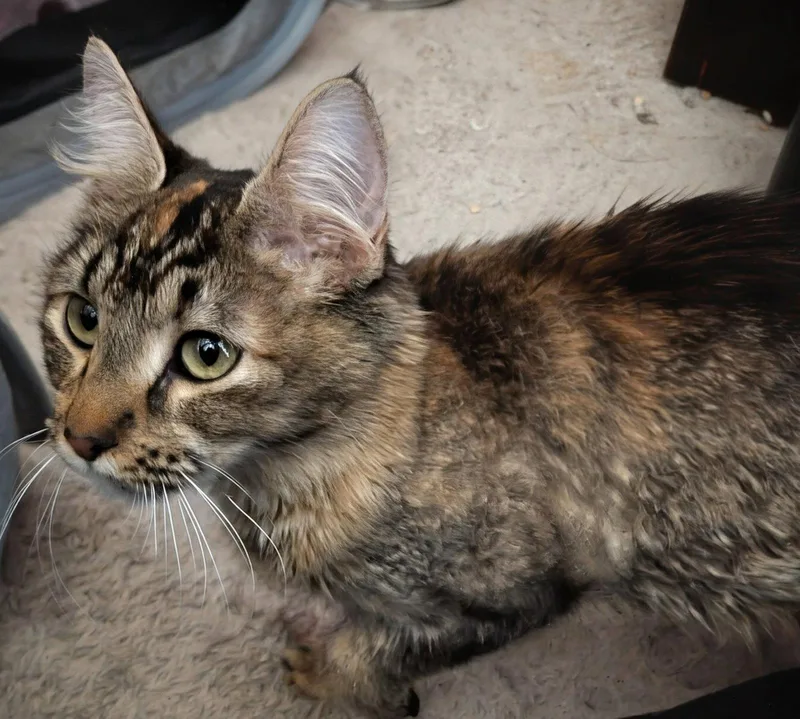 Jules .. thumbnail 2