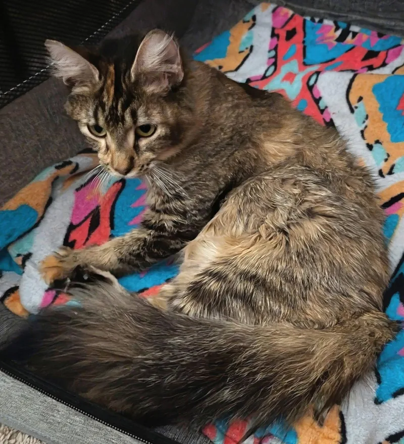 Jules .. thumbnail 3