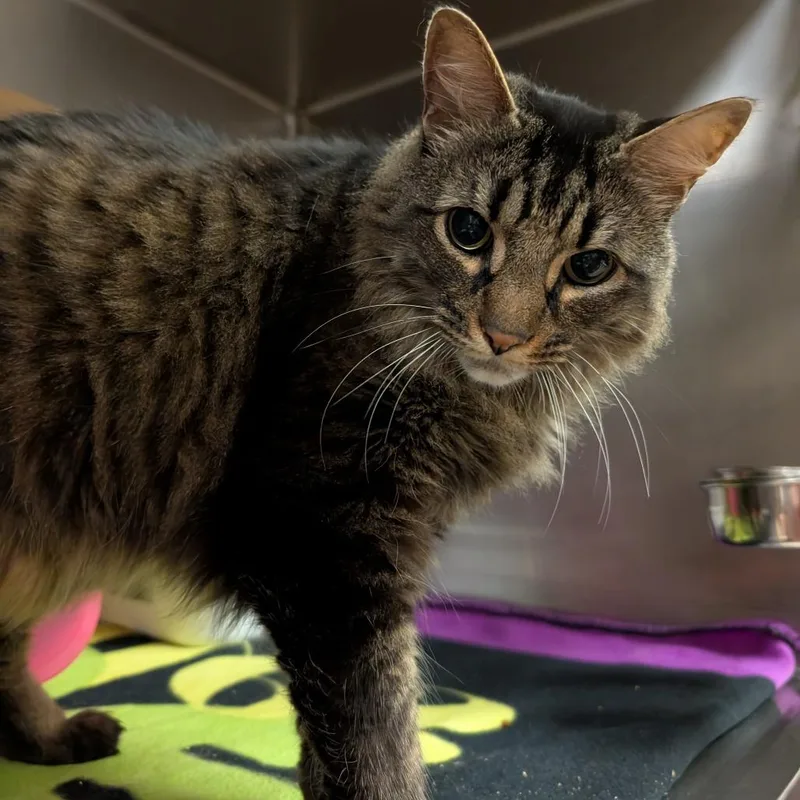A senior large-sized male Brown / Chocolate Domestic Long Hair cat named Cooper for adoption in Titusville, FL