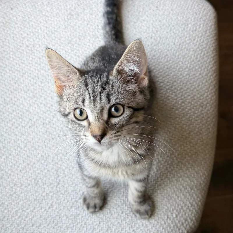 A baby medium-sized female Tabby (Brown / Chocolate) Domestic Short Hair cat named Siren for adoption in Murfreesboro, TN