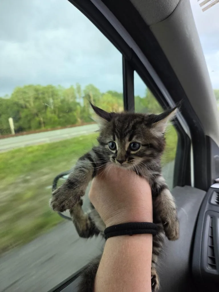 A baby medium-sized male Domestic Short Hair cat named Da Vinci for adoption in Tampa, FL