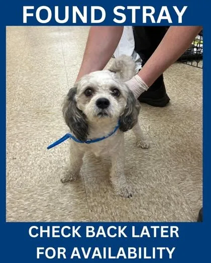 A young small-sized male Standard Poodle dog named Walker for adoption in Hamilton, NJ