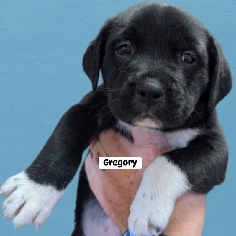 A baby medium-sized male Black Labrador Retriever dog named Gregory for adoption in Brewton, AL