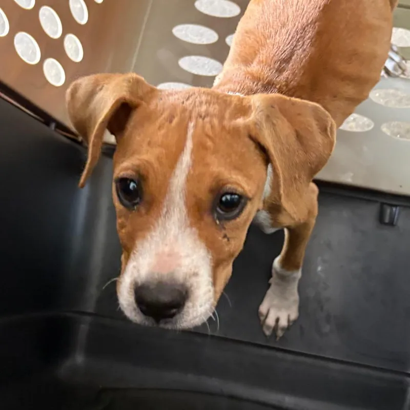 A baby small-sized male Pit Bull Terrier dog named Timothy for adoption in Birmingham, AL