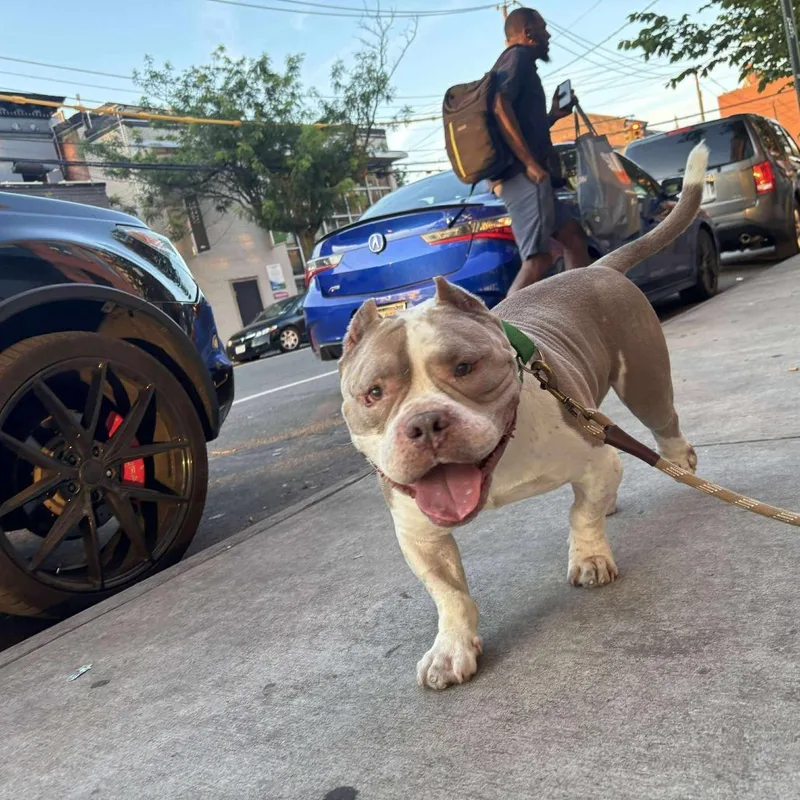 A senior small-sized male Apricot / Beige Mixed Breed dog named Ricotta for adoption in Long Island City, NY