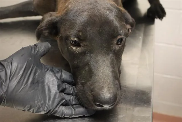 A young medium-sized female Mixed Breed dog named Reba for adoption in Columbia, SC