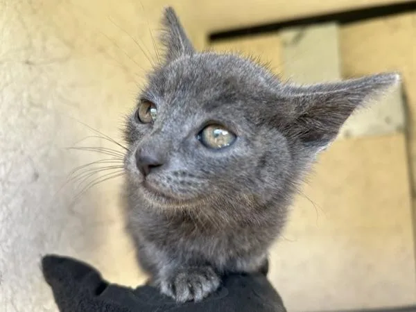 A baby small-sized male Domestic Short Hair cat named Saber for adoption in Victorville, CA