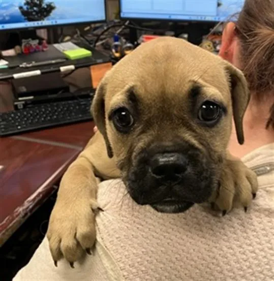 A baby small-sized female Boxer dog named Summer Anne for adoption in Fort Wayne, IN