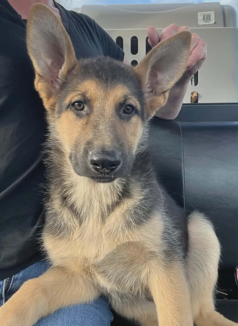 A baby medium-sized male German Shepherd Dog dog named Klaus for adoption in Havertown, PA