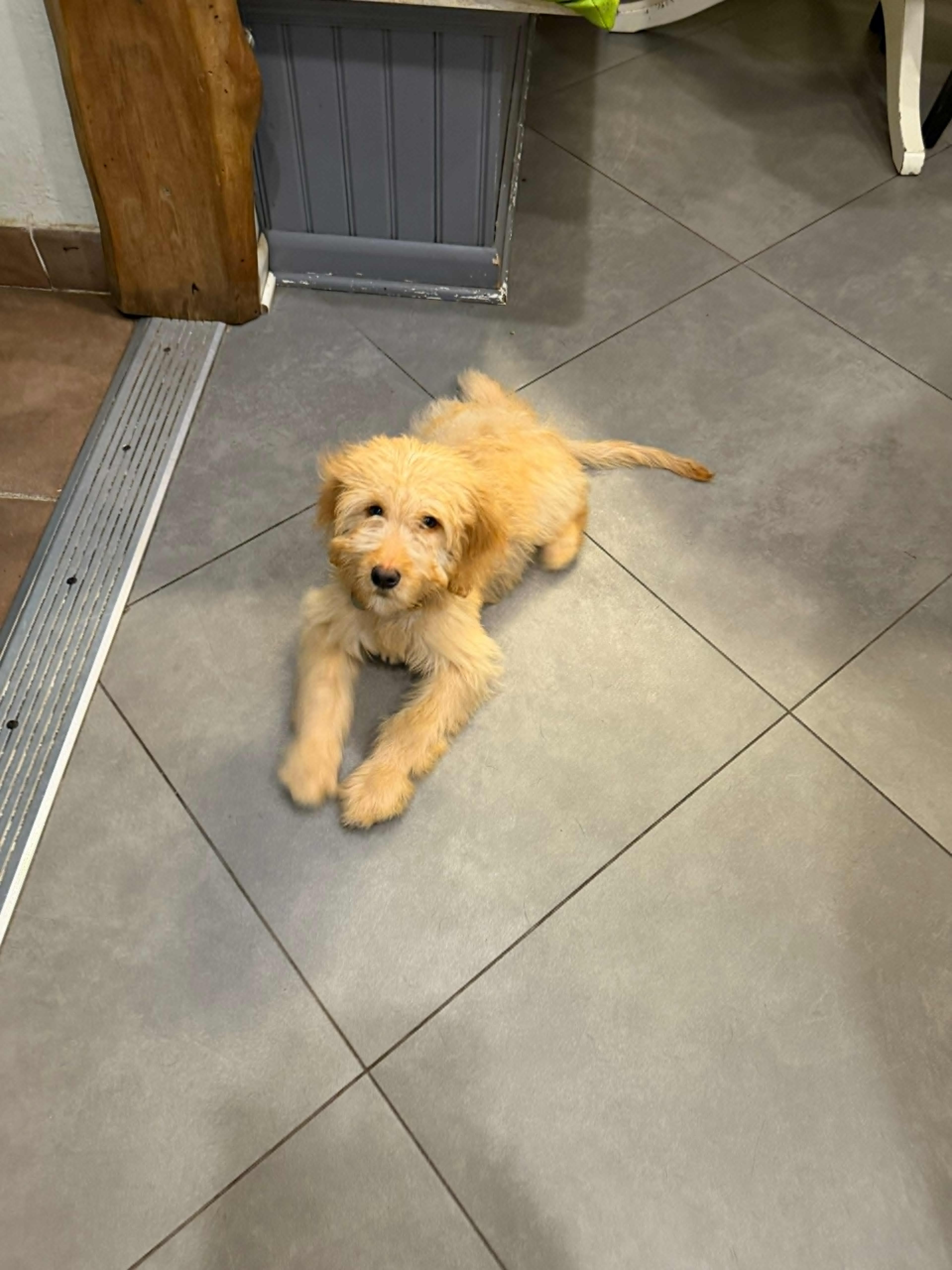 A baby medium-sized male Goldendoodle dog named Courage for adoption in Lauderhill, FL