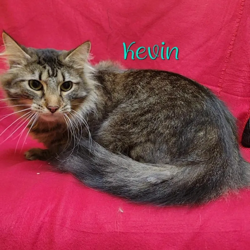 An adult medium-sized male Brown / Chocolate Domestic Long Hair cat named Kevin for adoption in Parkersburg, WV
