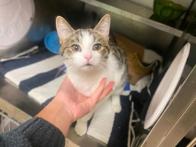 A baby small-sized male Domestic Short Hair cat named Jonesy for adoption in Fort Wayne, IN