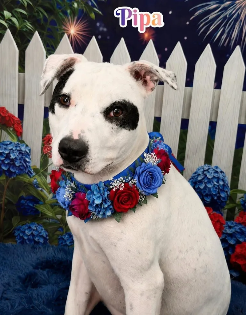 A young medium-sized female White / Cream Mixed Breed dog named Pipa for adoption in Flint, MI