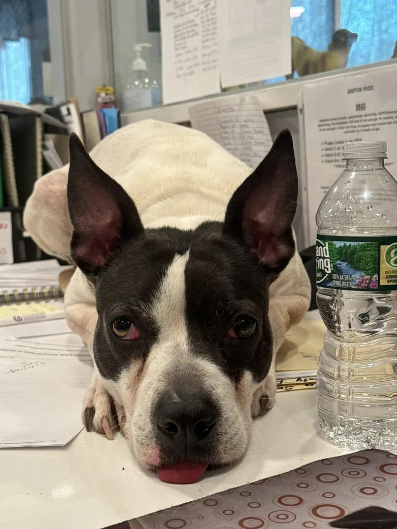 An adult medium-sized female Terrier dog named Lacey for adoption in Rock Hill, NY