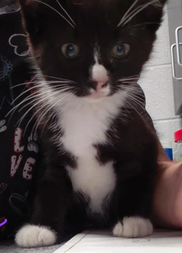 A baby small-sized female Domestic Medium Hair cat named Carly for adoption in Henderson, NC