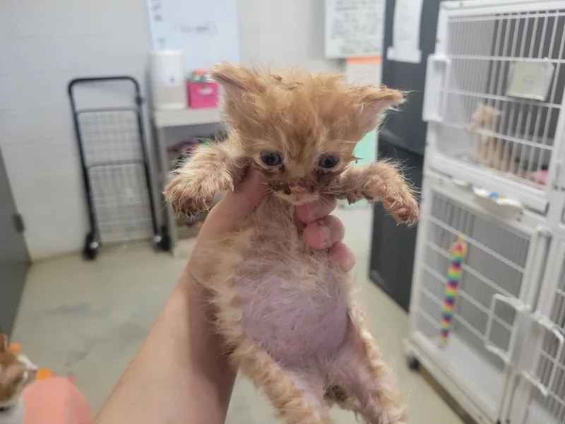 A baby small-sized male Domestic Short Hair cat named Mickey for adoption in Camden, TN