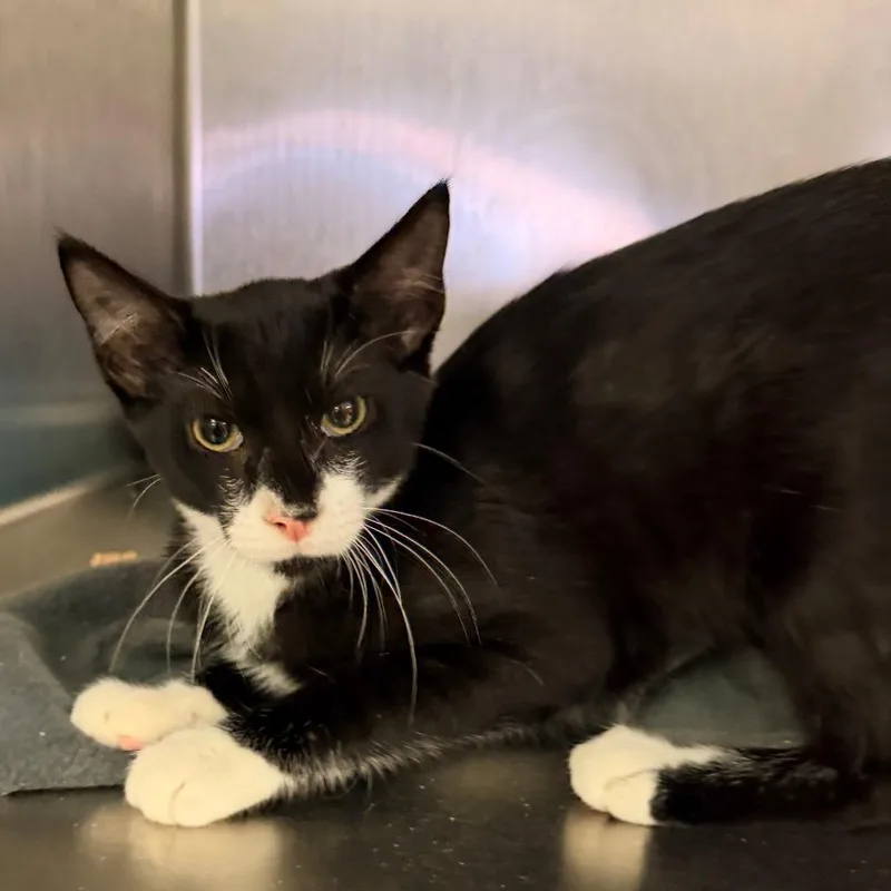 A young small-sized male Black Domestic Short Hair cat named Brody for adoption in Hemet, CA