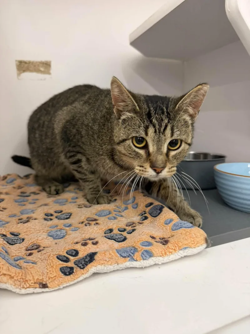 A young medium-sized male Tabby (Brown / Chocolate) Domestic Short Hair cat named Lil Wayne for adoption in Cleveland, OH