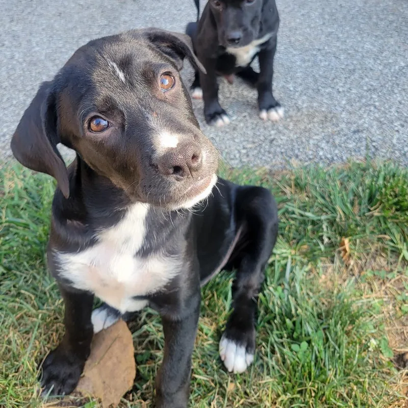 A baby small-sized male Black Labrador Retriever dog named Atlas for adoption in Avon, OH