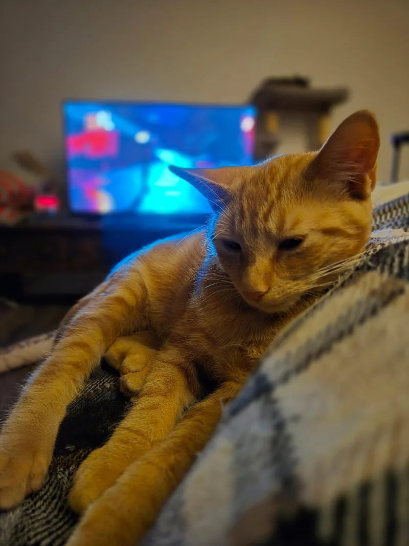 A young medium-sized male Orange / Red Domestic Short Hair cat named Argos for adoption in Rochester, NY