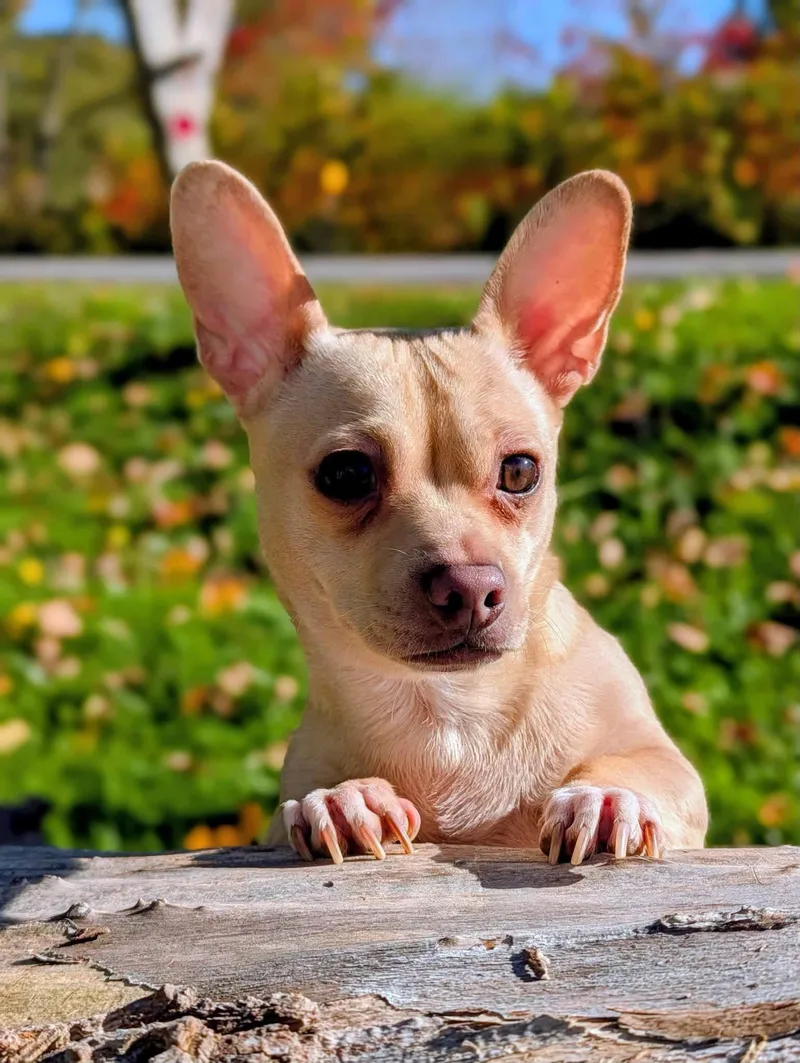 An adult small-sized male Chihuahua dog named Robin for adoption in Cowlesville, NY