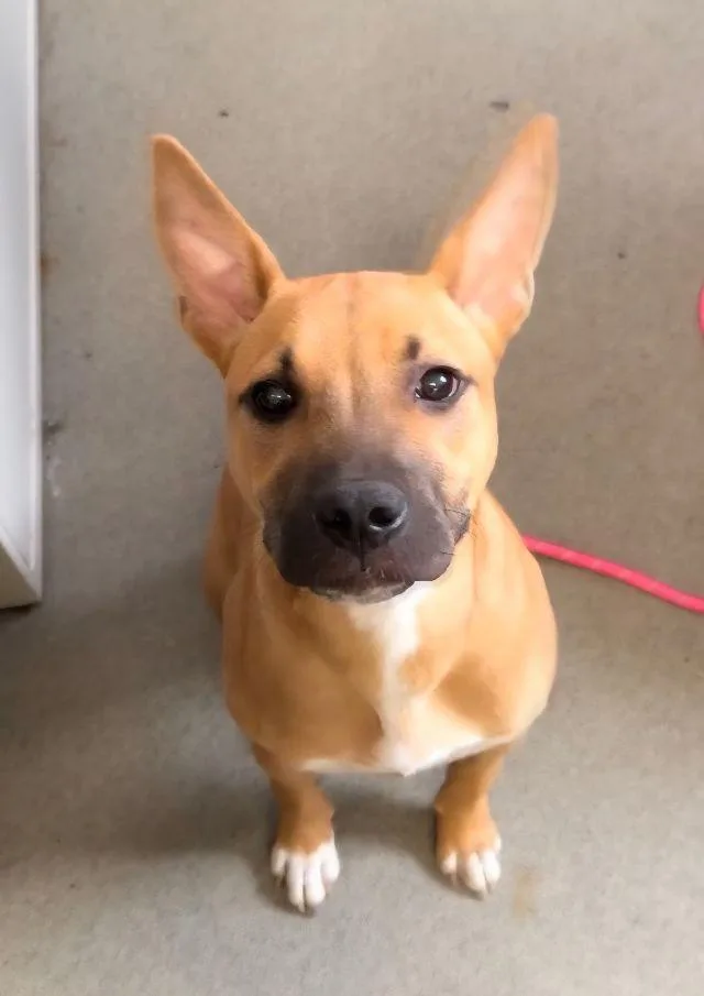 A young medium-sized male Red / Chestnut / Orange American Staffordshire Terrier dog named Romeo for adoption in Perth Amboy, NJ
