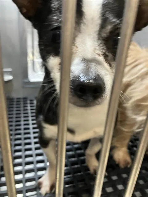 An adult medium-sized male Mixed Breed dog named Gus for adoption in Dallas, TX