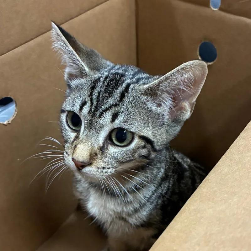 A baby small-sized male Brown / Chocolate Domestic Short Hair cat named Noodles for adoption in Dearborn, MI