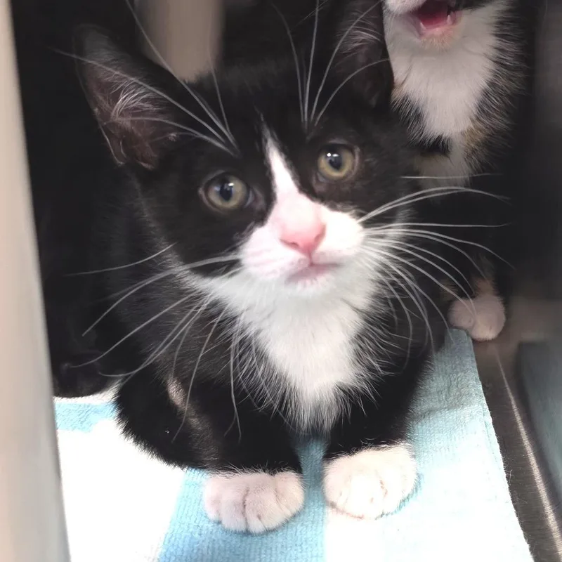 A baby small-sized male Black Domestic Short Hair cat named Pepper for adoption in Fort Wayne, IN