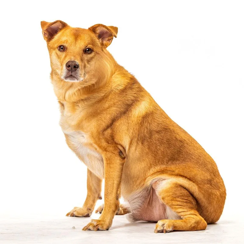 An adult medium-sized male Carolina Dog dog named Rush for adoption in Reno, NV