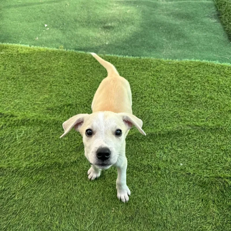 A baby medium-sized male Mixed Breed dog named Chance for adoption in Myakka City, FL