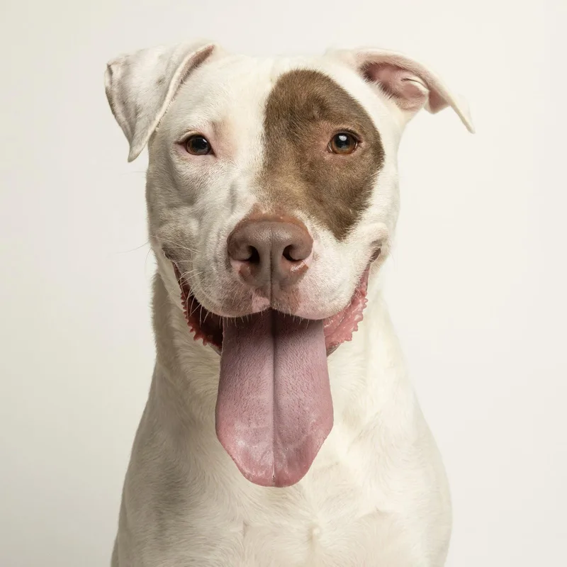 A young large-sized male Bull Terrier dog named Tucker for adoption in Richardson, TX