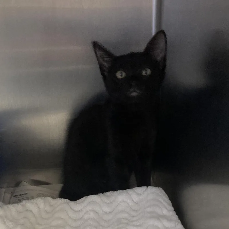 A baby small-sized female Black American Shorthair cat named Jamie Lee Curtis for adoption in Galveston, TX