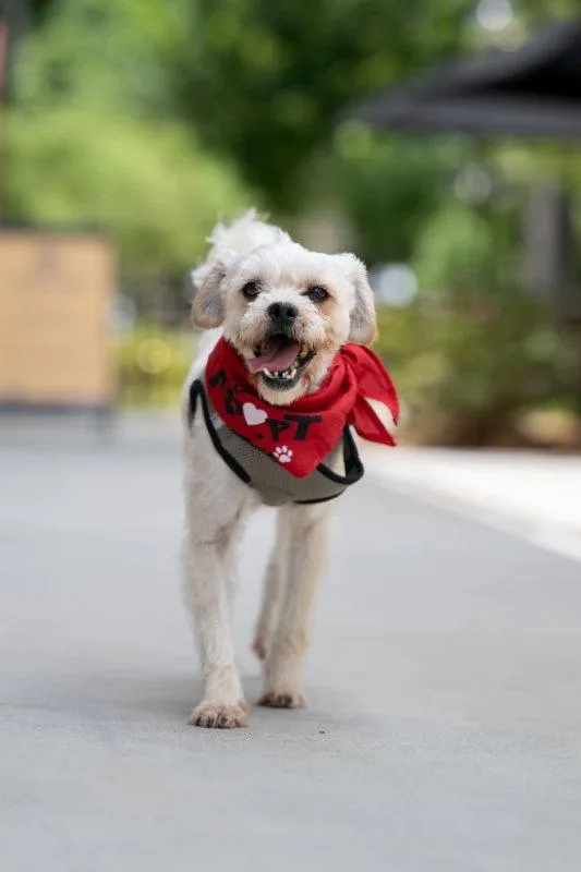 An adult small-sized male Lhasa Apso dog named Marco for adoption in Auburn, GA