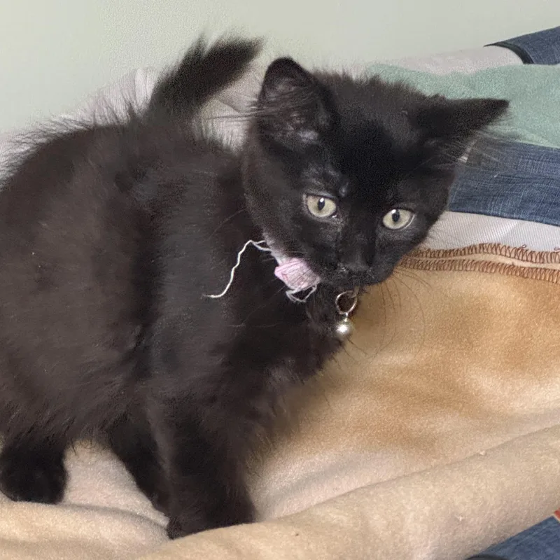 A young medium-sized female Black Domestic Medium Hair cat named Calypso for adoption in Manchester, MD