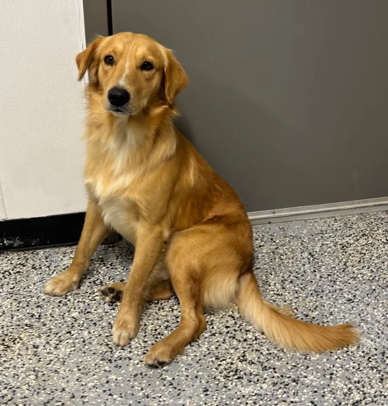A baby medium-sized male Retriever dog named Larry for adoption in Seven Points, TX