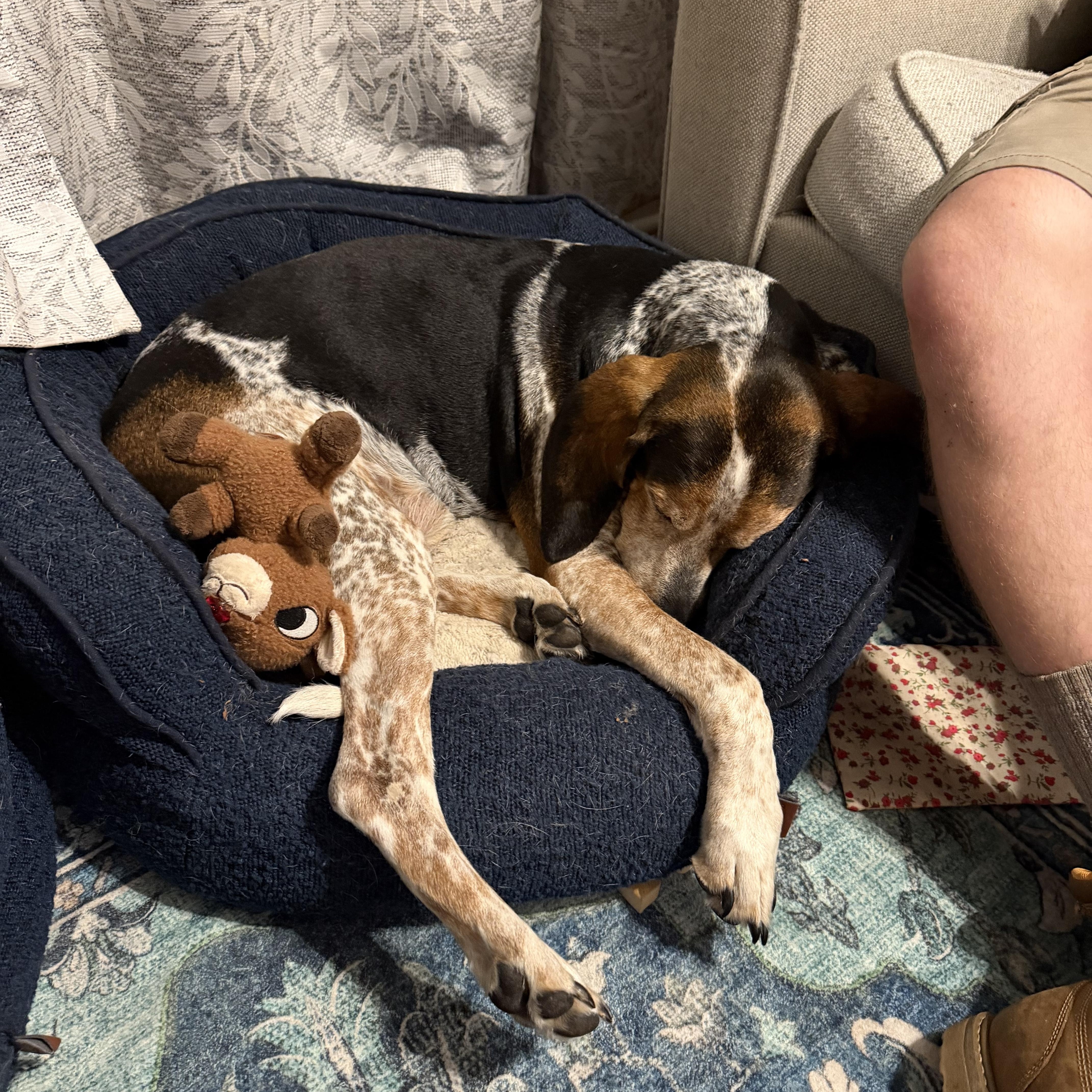 A senior large-sized male Bluetick Coonhound dog named Argus for adoption in High Point, NC