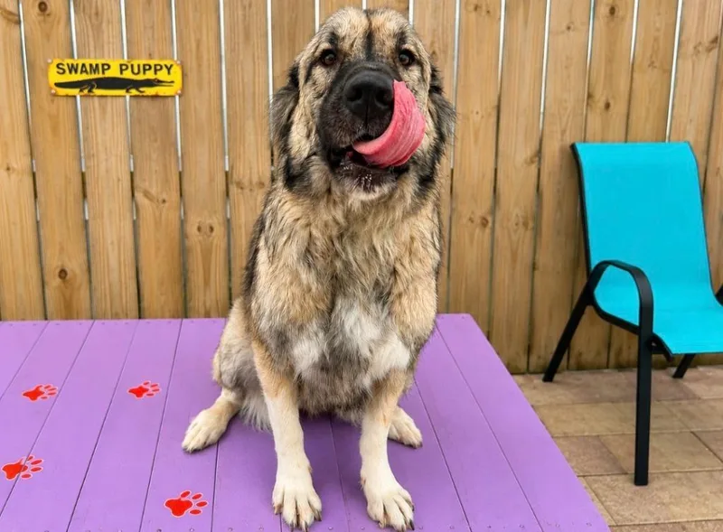 Maggie
