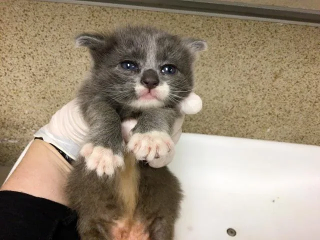 A young small-sized male Domestic Short Hair cat named A for adoption in Riverside, CA