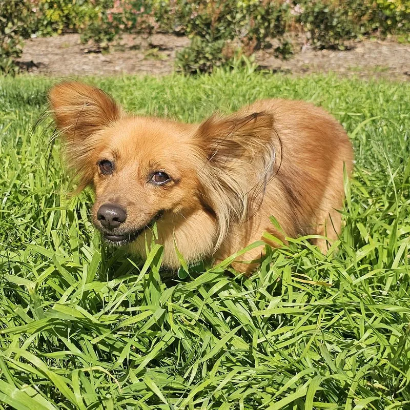 An adult small-sized male Golden Dachshund (Long Haired) dog named Poncho for adoption in Apple Valley, CA