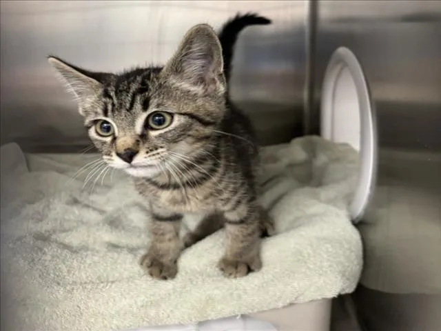 A baby small-sized male Domestic Short Hair cat named Twizzle for adoption in Las Vegas, NV