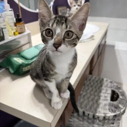A baby small-sized male Domestic Short Hair cat named Hector JT for adoption in Tampa, FL