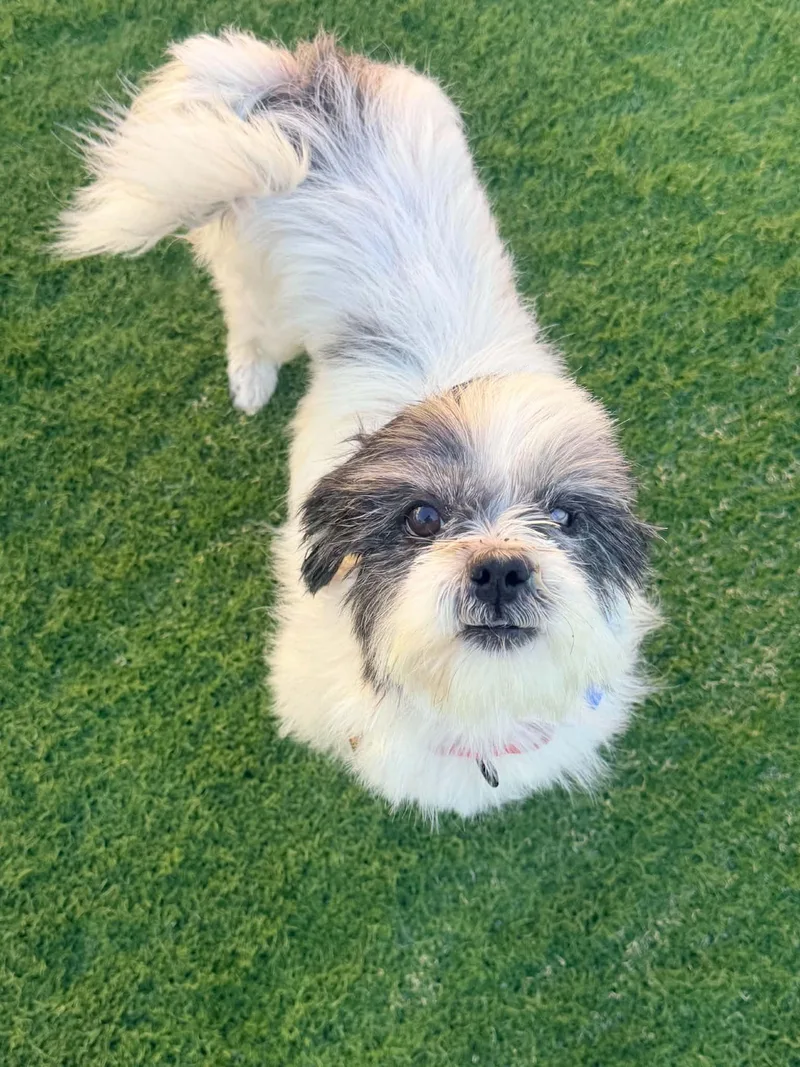 A young small-sized male Shih Tzu dog named Doug for adoption in Las Vegas, NV