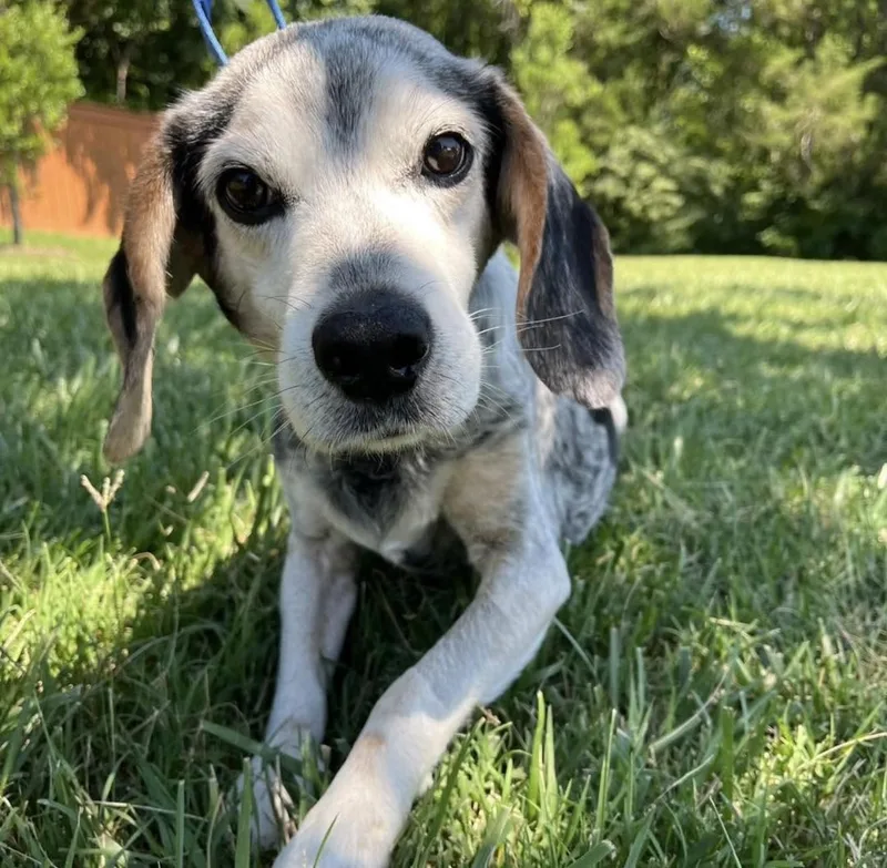 A senior medium-sized male Merle (Blue) Beagle dog named Jesse for adoption in Mount Juliet, TN